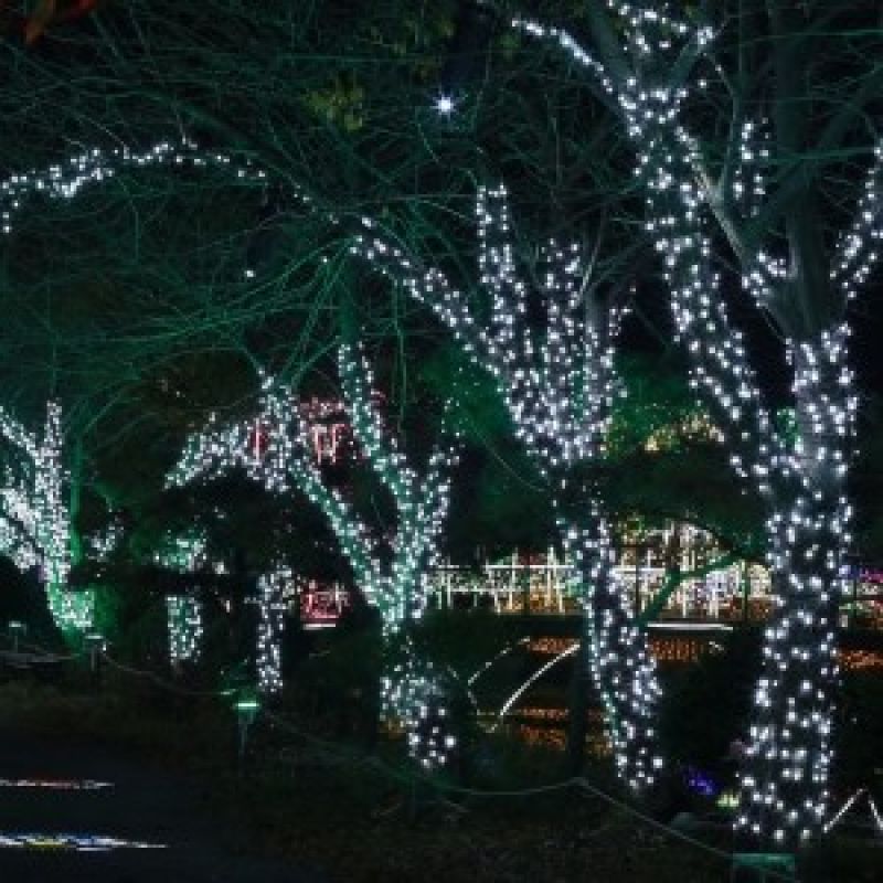 100구 녹색선 LED 지니전구 10M 점멸 백색 트리전구 크리스마스 이미지